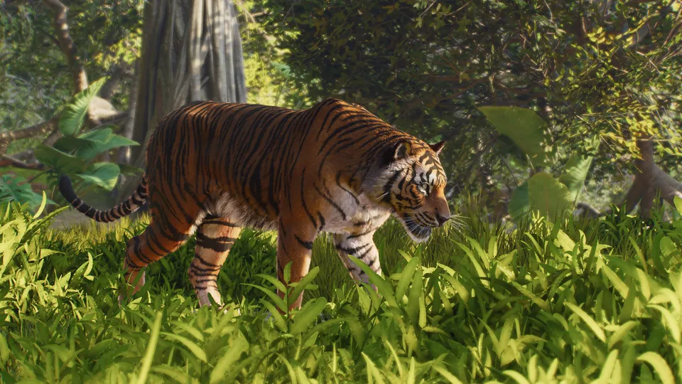 A tiger walking through tall grass under jungle trees