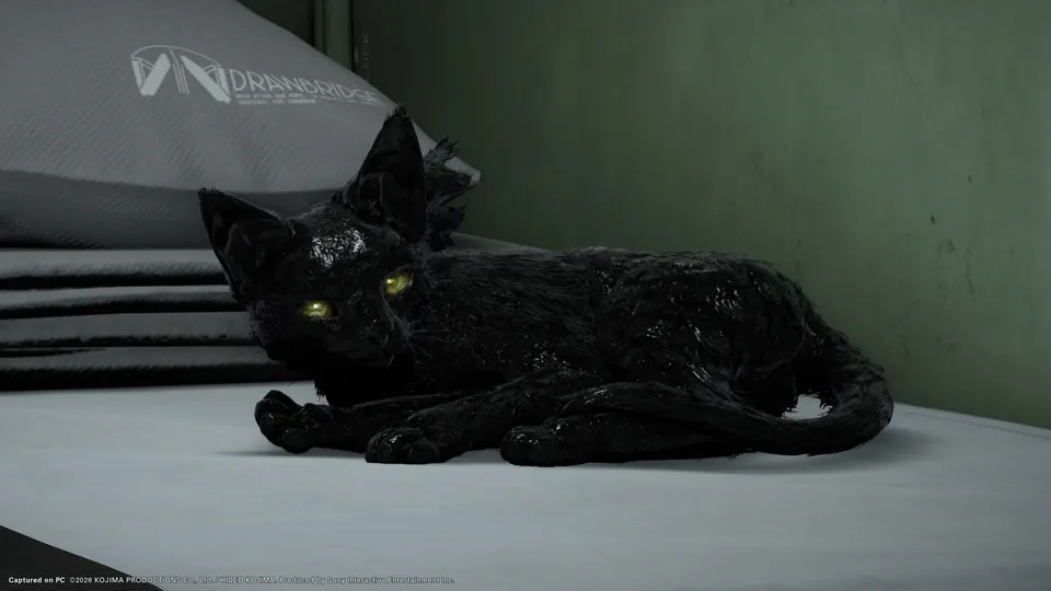 A black Chiral Feline with yellow eyes lies on a bed in a private room