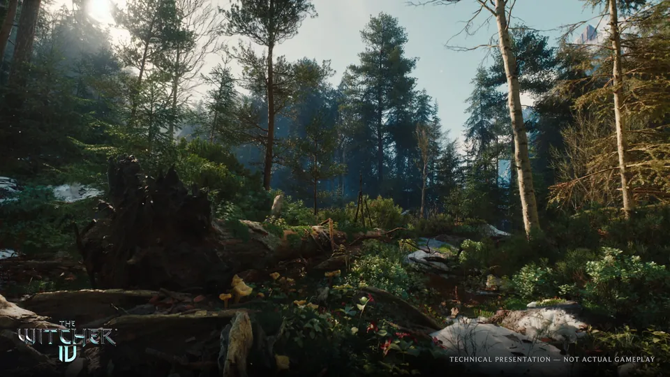 A sunlit pine forest with fallen logs and ferns in The Witcher 4 tech demo